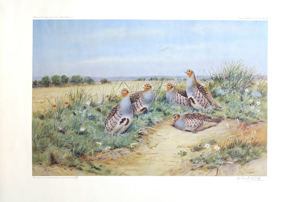 Grey and Red-legged Partridges